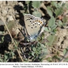 satyrium hyrcanicum altyagach male1